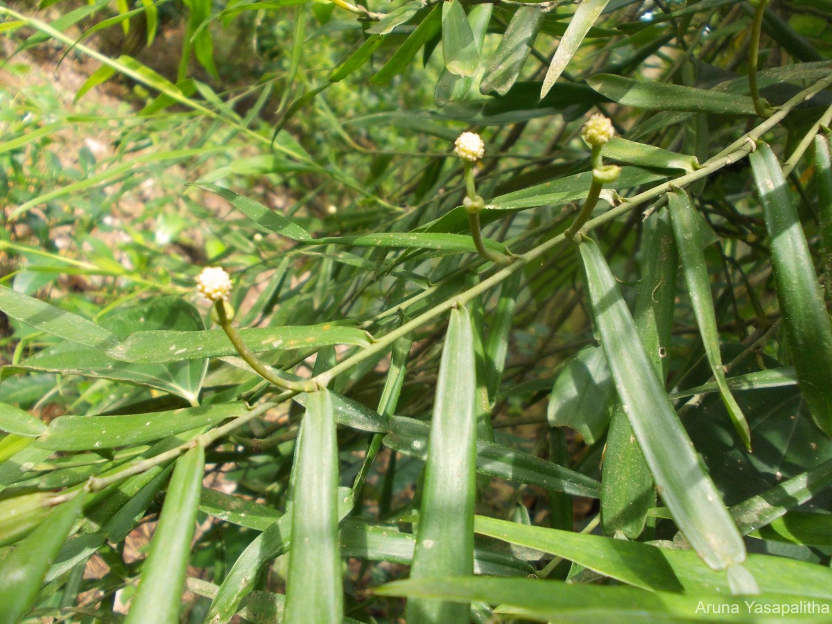 Pothos hookeri Schott